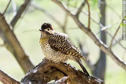 Green-barred Woodpecker - Fauna - MORE IMAGES. Photo #62199