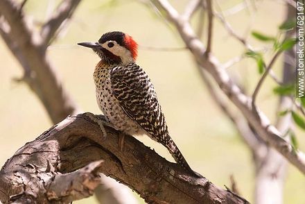 Green-barred Woodpecker - Department of Maldonado - URUGUAY. Photo #62197