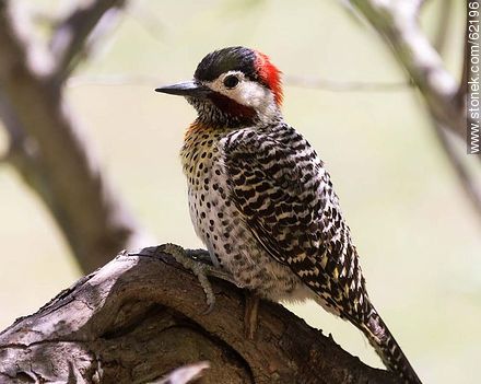 Green-barred Woodpecker - Fauna - MORE IMAGES. Photo #62196