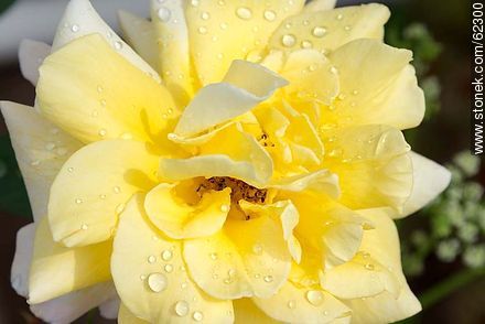 Yellow rose with water drops - Flora - MORE IMAGES. Photo #62300