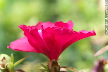 Flor de azalea doble - Stonek Fotografía - Foto No. 62234