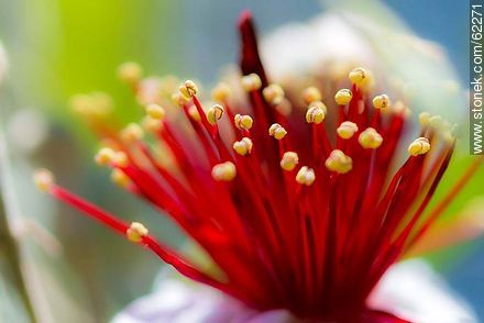 Estambres de la flor del guayabo - Flora - IMÁGENES VARIAS. Foto No. 62271