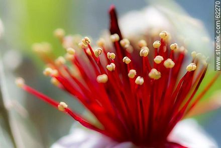 Stamens of guava flower - Flora - MORE IMAGES. Photo #62270