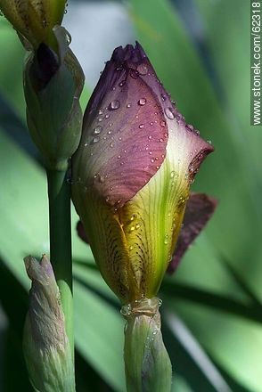 Capullo de iris lila - Flora - IMÁGENES VARIAS. Foto No. 62318