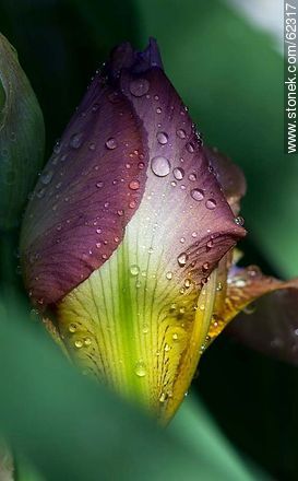 Purple iris bud - Flora - MORE IMAGES. Photo #62317