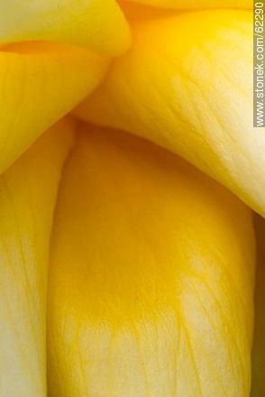 Closeup of yellow rose - Flora - MORE IMAGES. Photo #62290