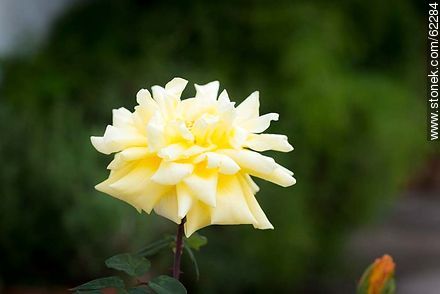 Yellow rose - Flora - MORE IMAGES. Photo #62284
