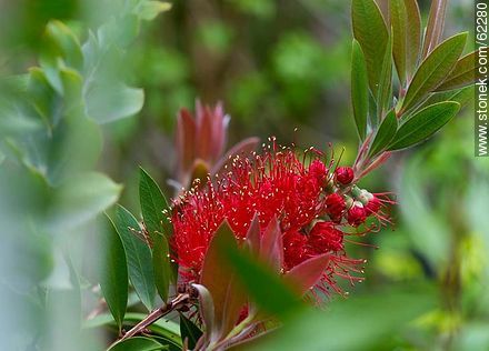Plumerillo rojo, borla de obispo - Flora - IMÁGENES VARIAS. Foto No. 62280