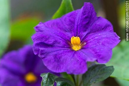 Flor de violeta africana - Flora - IMÁGENES VARIAS. Foto No. 62231