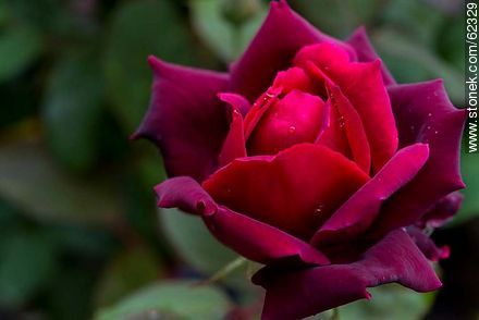 Rosa rojo oscuro - Flora - IMÁGENES VARIAS. Foto No. 62329