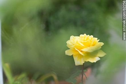 Rosa amarilla - Flora - IMÁGENES VARIAS. Foto No. 62258