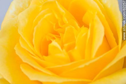 Rosa amarilla - Flora - IMÁGENES VARIAS. Foto No. 62257