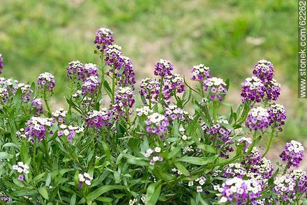 Violet Alder flowers - Flora - MORE IMAGES. Photo #62262