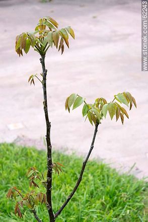 Walnut sapling - Flora - MORE IMAGES. Photo #62243