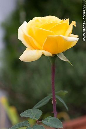 Rosa amarilla - Flora - IMÁGENES VARIAS. Foto No. 62256