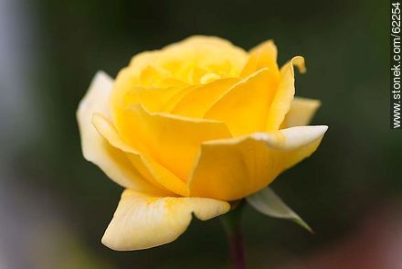 Rosa amarilla - Flora - IMÁGENES VARIAS. Foto No. 62254
