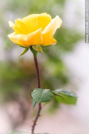 Rosa amarilla - Flora - IMÁGENES VARIAS. Foto No. 62253