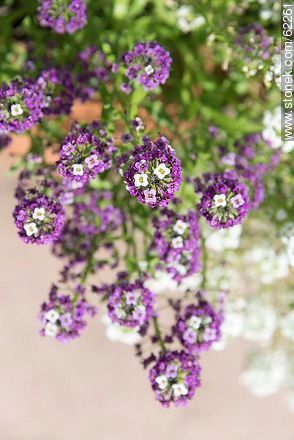 Flores de aliso violeta - Flora - IMÁGENES VARIAS. Foto No. 62261