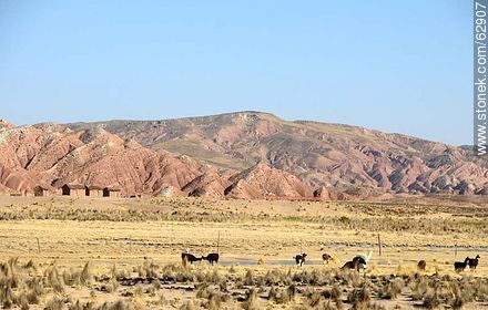 Llamas y geografía erosionada - Bolivia - Otros AMÉRICA del SUR. Foto No. 62907