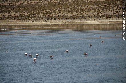 Flamingos at the lake Chungará - Chile - Others in SOUTH AMERICA. Photo #63000