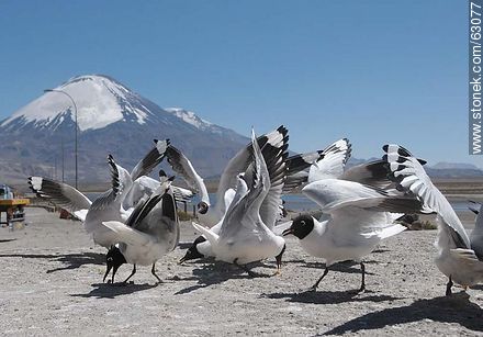 Andean gulls. Parinacota volcano - Fauna - MORE IMAGES. Photo #63077