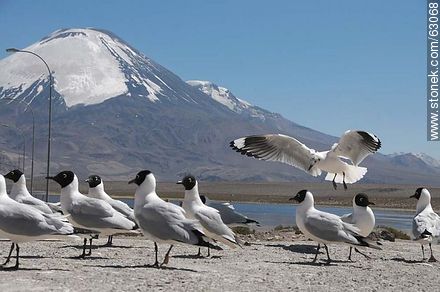 Andean gulls. Parinacota volcano - Chile - Others in SOUTH AMERICA. Photo #63068