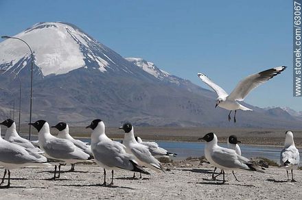 Andean gulls. Parinacota volcano - Chile - Others in SOUTH AMERICA. Photo #63067