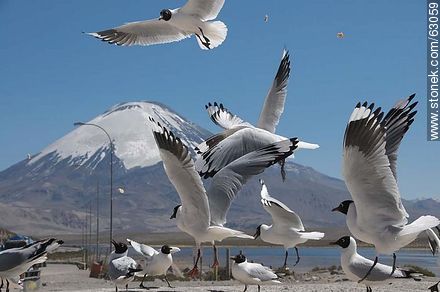 Andean gulls. Parinacota volcano - Chile - Others in SOUTH AMERICA. Photo #63059