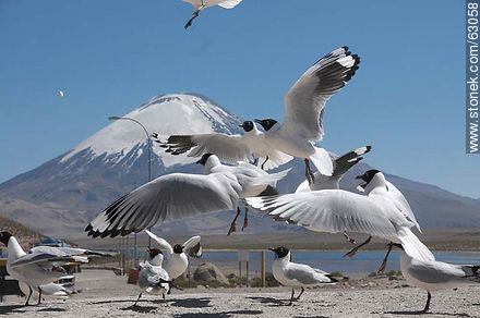 Andean gulls. Parinacota volcano - Chile - Others in SOUTH AMERICA. Photo #63058