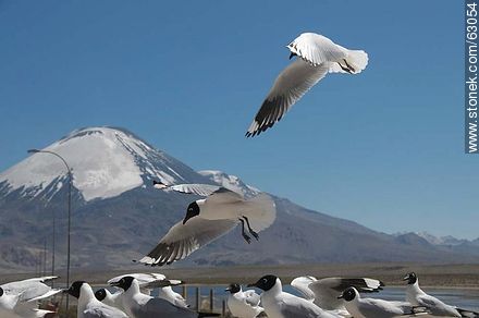 Andean gulls. Parinacota volcano - Chile - Others in SOUTH AMERICA. Photo #63054