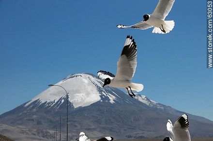 Andean gulls. Parinacota volcano - Chile - Others in SOUTH AMERICA. Photo #63053