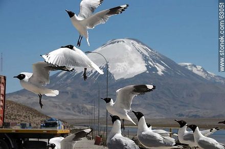 Gaviotas andinas. Volcán Parinacota - Chile - Otros AMÉRICA del SUR. Foto No. 63051