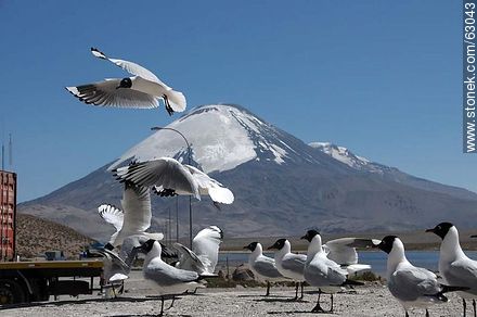 Andean gulls. Parinacota volcano - Chile - Others in SOUTH AMERICA. Photo #63043
