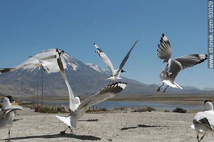Andean gulls. Parinacota volcano - Chile - Others in SOUTH AMERICA. Photo #63029