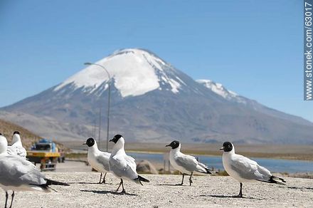 Andean gulls. Parinacota volcano - Chile - Others in SOUTH AMERICA. Photo #63017