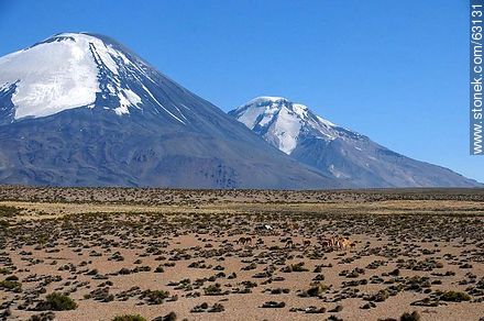 Llamas and volcanoes. Volcanoes Parinacota and Pomerapa - Chile - Others in SOUTH AMERICA. Photo #63131