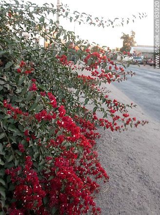 Red bougainvillea - Chile - Others in SOUTH AMERICA. Photo #63920