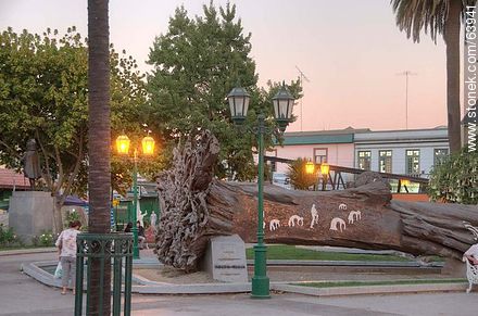 Quillota Square at sunset. Art in the root of a fallen tree - Chile - Others in SOUTH AMERICA. Photo #63941