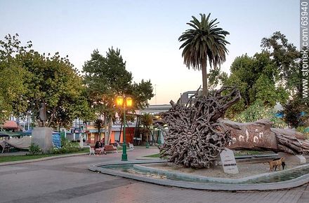 Quillota Square at sunset. Art in the root of a fallen tree - Chile - Others in SOUTH AMERICA. Photo #63940