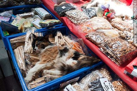 Cat sleeping between the goods in Central Market in Santiago - Chile - Others in SOUTH AMERICA. Photo #64247