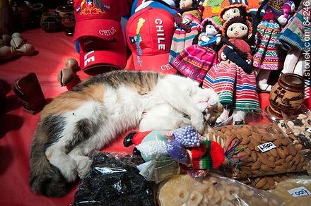 Gato durmiendo entre la mercadería del Mercado Central de Santiago - Chile - Otros AMÉRICA del SUR. Foto No. 64246