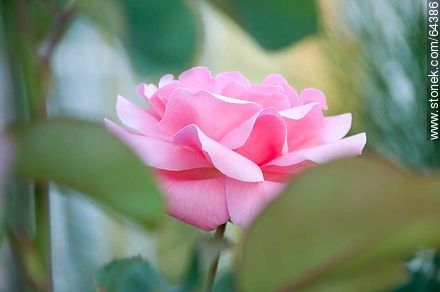 Rosa rosada - Flora - IMÁGENES VARIAS. Foto No. 64386