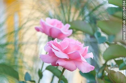 Rosa rosada - Flora - IMÁGENES VARIAS. Foto No. 64384