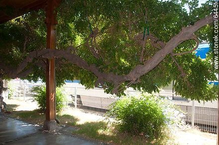 Antiguo árbol en la estación Limache - Chile - Otros AMÉRICA del SUR. Foto No. 64451
