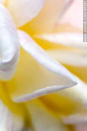 Rose petals - Flora - MORE IMAGES. Photo #64591