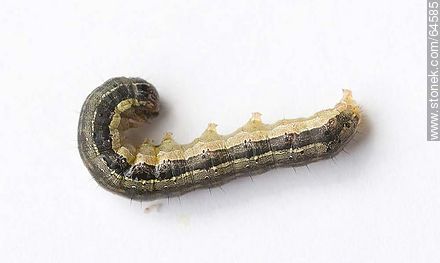 Moth caterpillar - Fauna - MORE IMAGES. Photo #64585