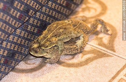 Mounted toads - Fauna - MORE IMAGES. Photo #64639