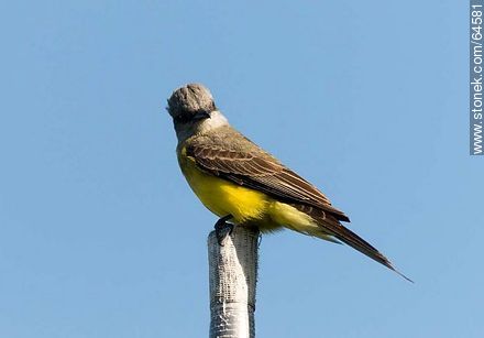 Tropical kingbird - Fauna - MORE IMAGES. Photo #64581