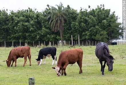Black horse and some cows grazing -  - URUGUAY. Photo #64784