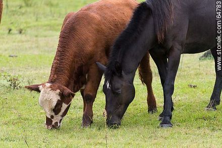 Black horse and cow grazing - Fauna - MORE IMAGES. Photo #64783